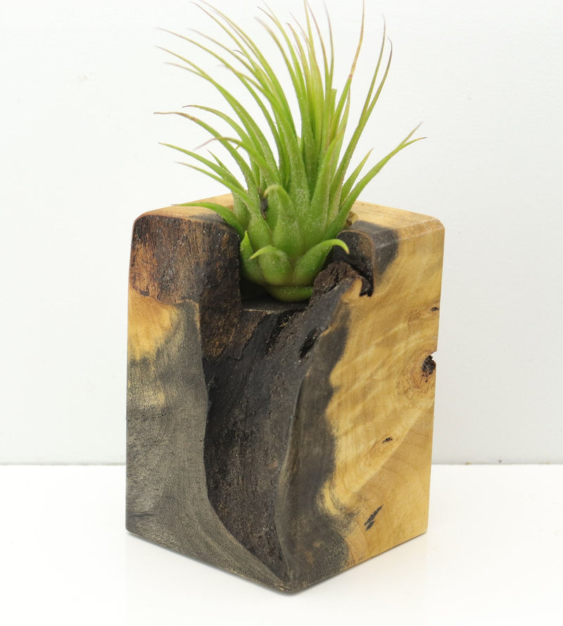 Wood Burl  Air Plant Holder - Kane (Wood Burl, 673981)
