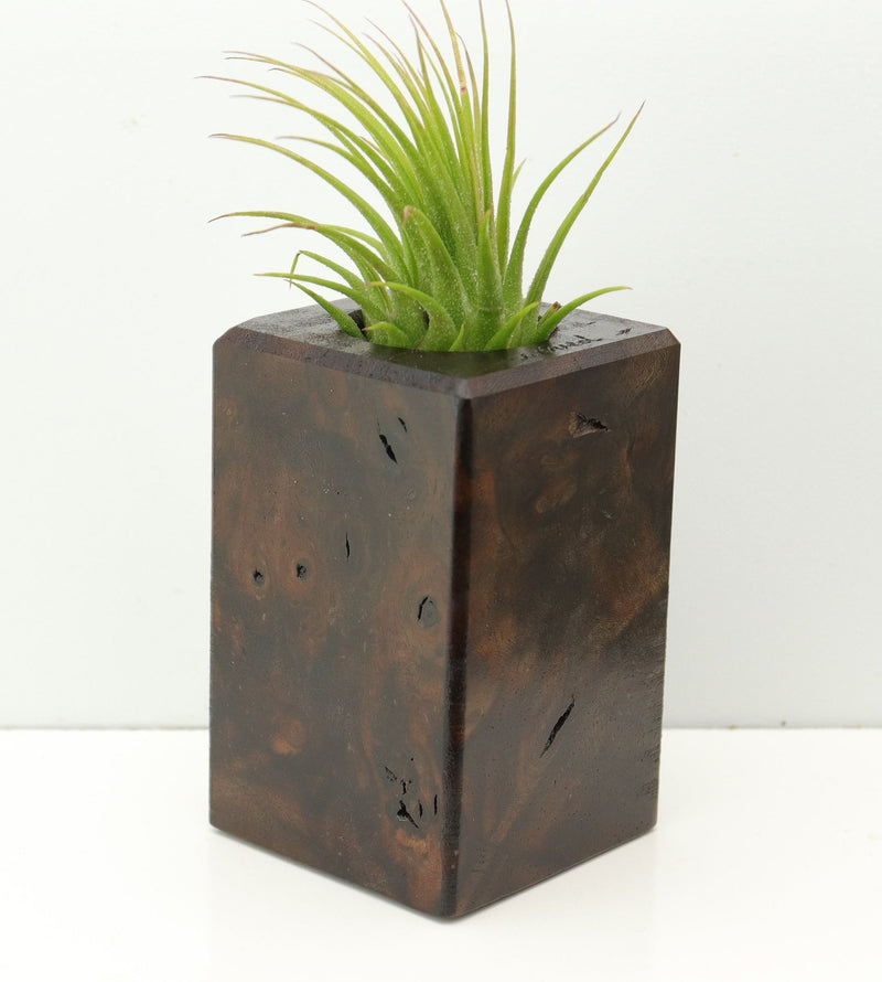 Wood Burl  Air Plant Holder - Tierra (Wood Burl, 673982)