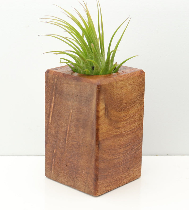Wood Burl  Air Plant Holder - Kelsie (Wood Burl, 673983)