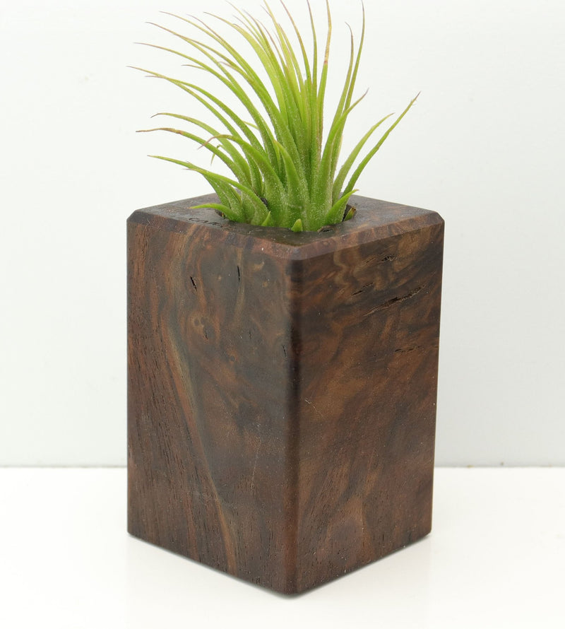 Wood Burl  Air Plant Holder - Kathleen (Wood Burl, 673984)