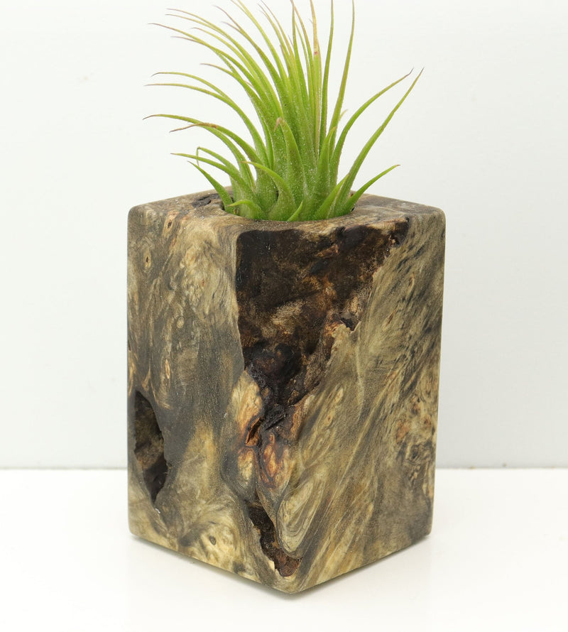 Wood Burl  Air Plant Holder - Elsa (Wood Burl, 673985)