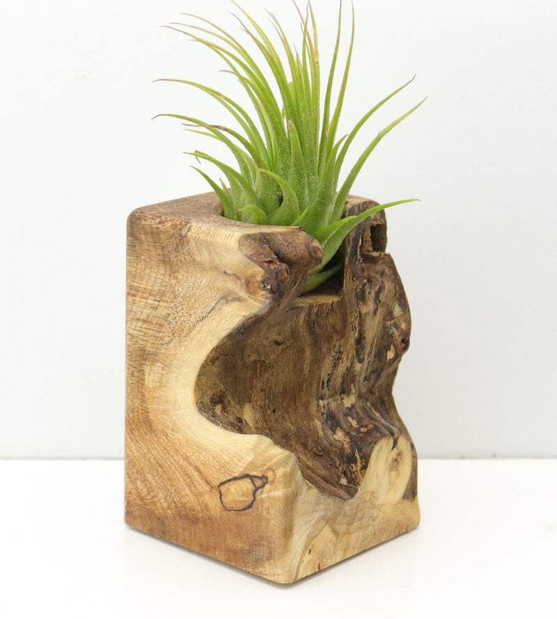 Wood Burl  Air Plant Holder - Josue (Wood Burl, 673986)