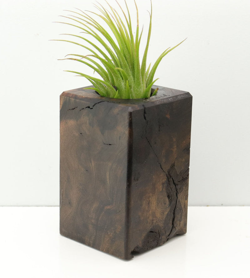 Wood Burl  Air Plant Holder - Talia (Wood Burl, 673987)