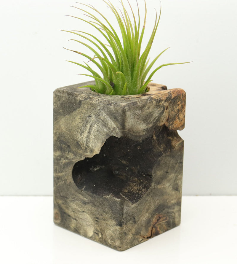 Wood Burl  Air Plant Holder - Milani (Wood Burl, 673988)