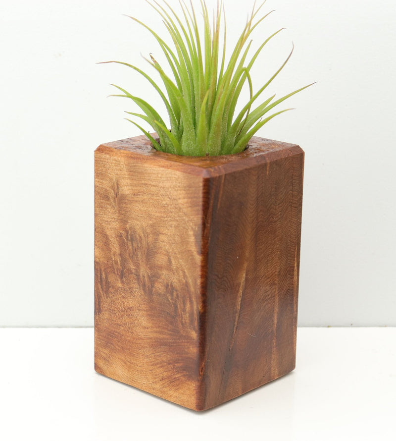 Wood Burl  Air Plant Holder - Noelle (Wood Burl, 673989)