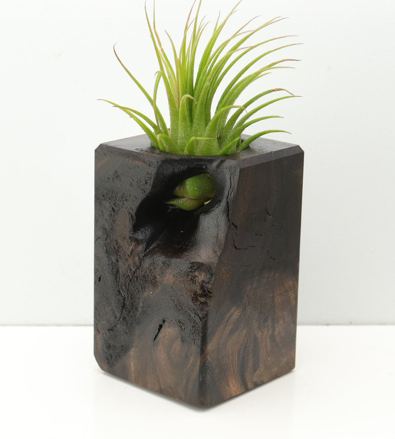 Wood Burl  Air Plant Holder - Adelyn (Wood Burl, 673990)