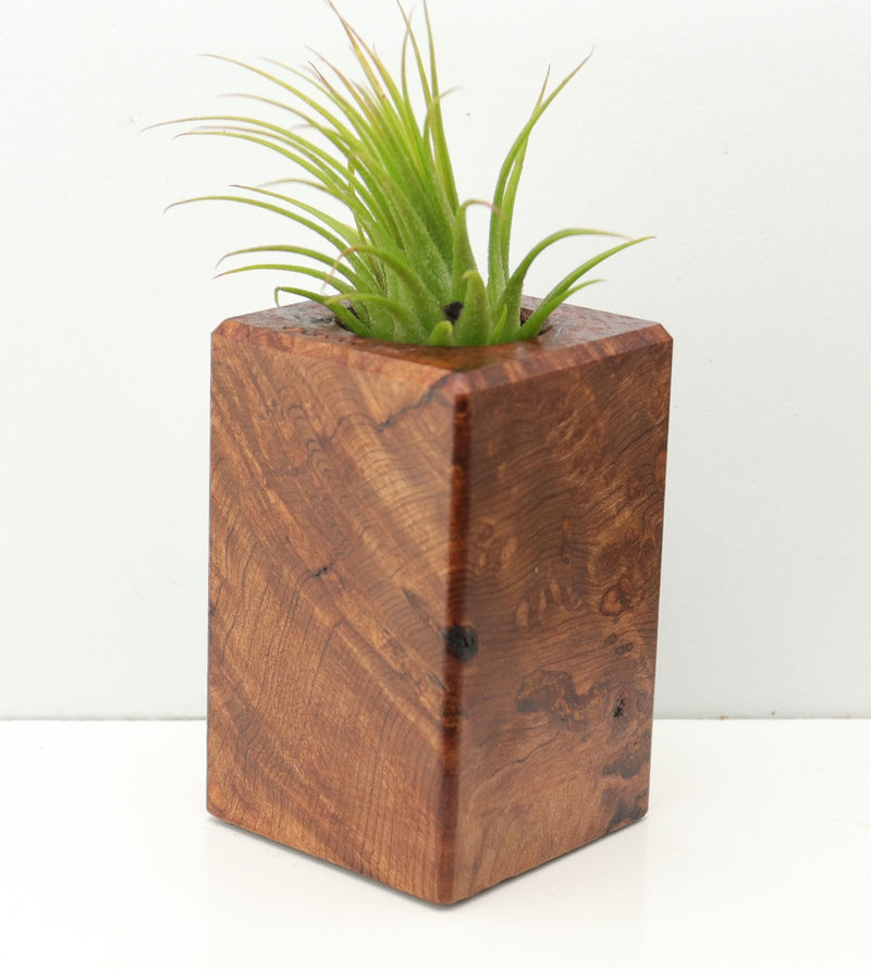 Wood Burl  Air Plant Holder - Bertha (Wood Burl, 673991)