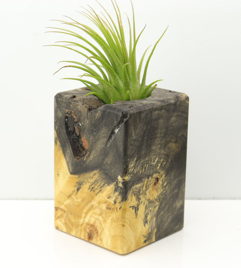 Wood Burl  Air Plant Holder - Peyton (Wood Burl, 673992)