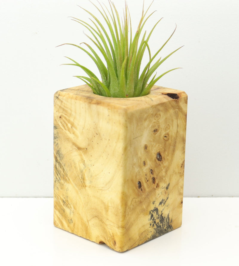 Wood Burl  Air Plant Holder - Ervin (Wood Burl, 673993)