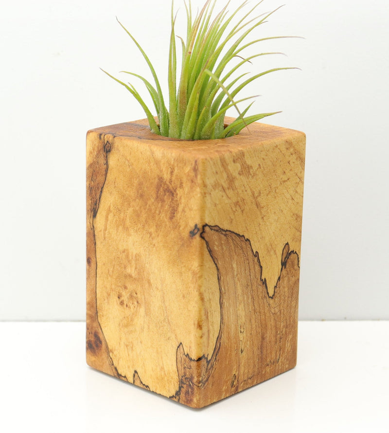 Wood Burl  Air Plant Holder - Holly (Wood Burl, 673994)