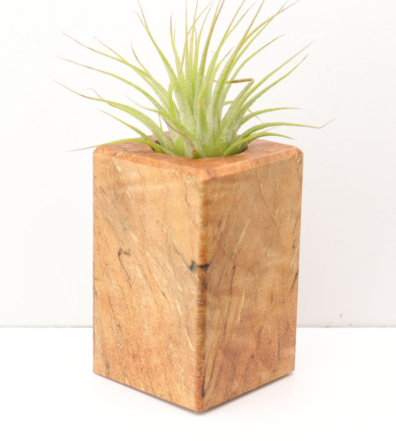 Wood Burl  Air Plant Holder - Jeannine (Wood Burl, 674608)