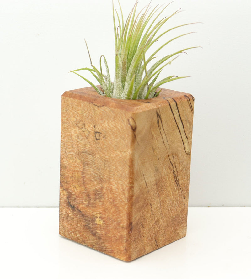 Wood Burl Wood+Resin Air Plant Holder - River (Wood Burl, 674622)