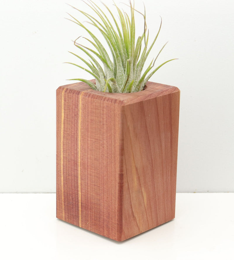 Wood Burl Wood+Resin Air Plant Holder - Gideon (Wood Burl, 674623)