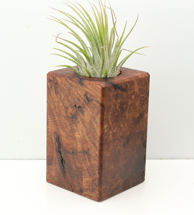 Wood Burl Wood+Resin Air Plant Holder - Karina (Wood Burl, 674624)