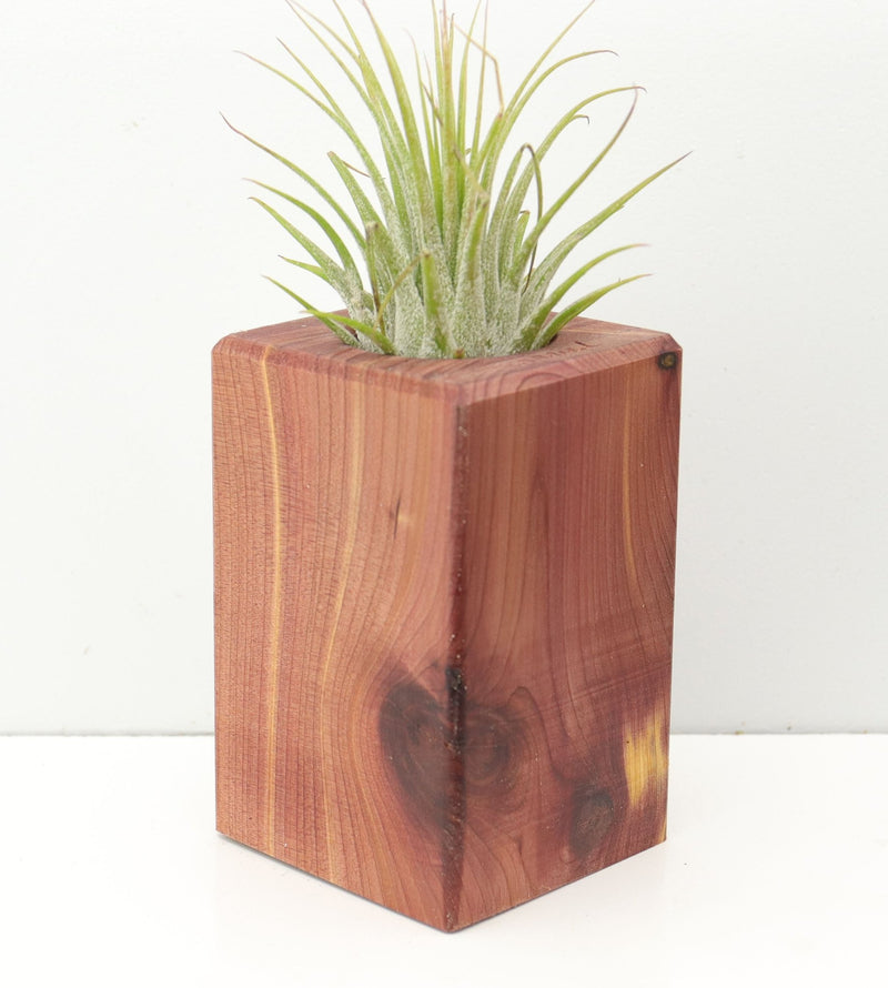 Wood Burl Wood+Resin Air Plant Holder - Meredith (Wood Burl, 674625)