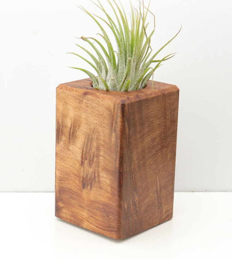 Wood Burl Wood+Resin Air Plant Holder - Cole (Wood Burl, 674626)