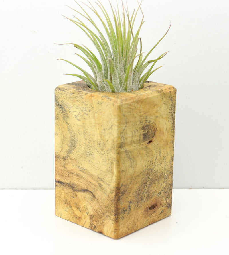 Wood Burl Wood+Resin Air Plant Holder - Alyssa (Wood Burl, 674627)