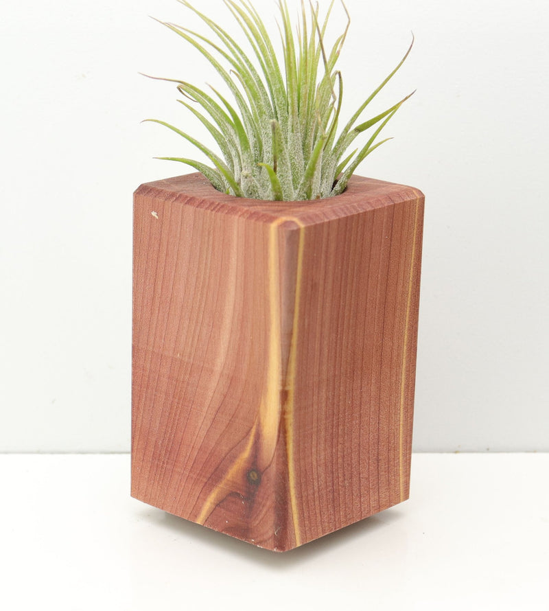 Wood Burl  Air Plant Holder - Charlene (Wood Burl, 674628)