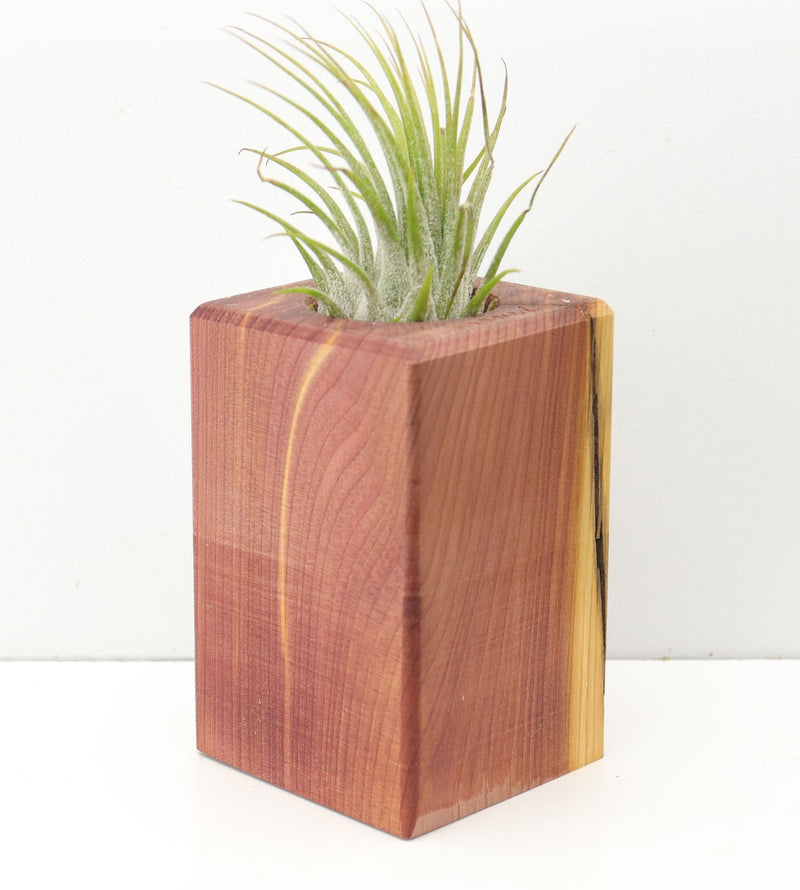 Wood Burl  Air Plant Holder - Zion (Wood Burl, 674629)