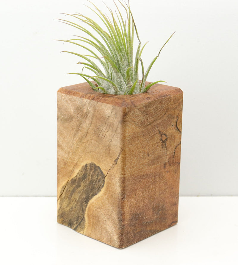 Wood Burl  Air Plant Holder - Hector (Wood Burl, 674630)