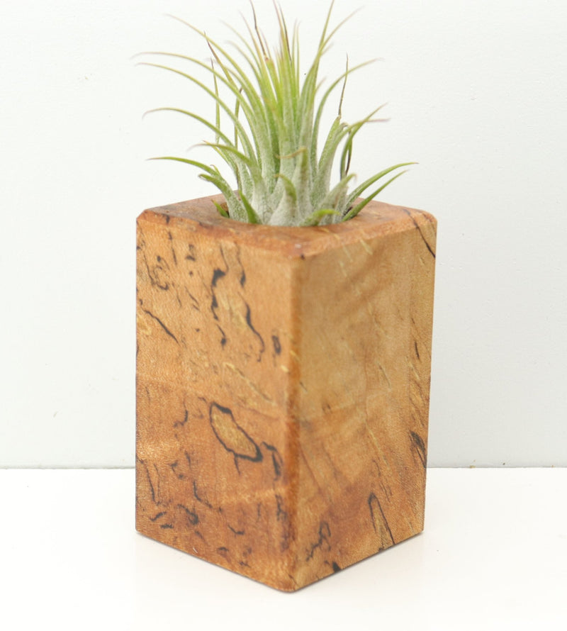Wood Burl  Air Plant Holder - Marion (Wood Burl, 674631)
