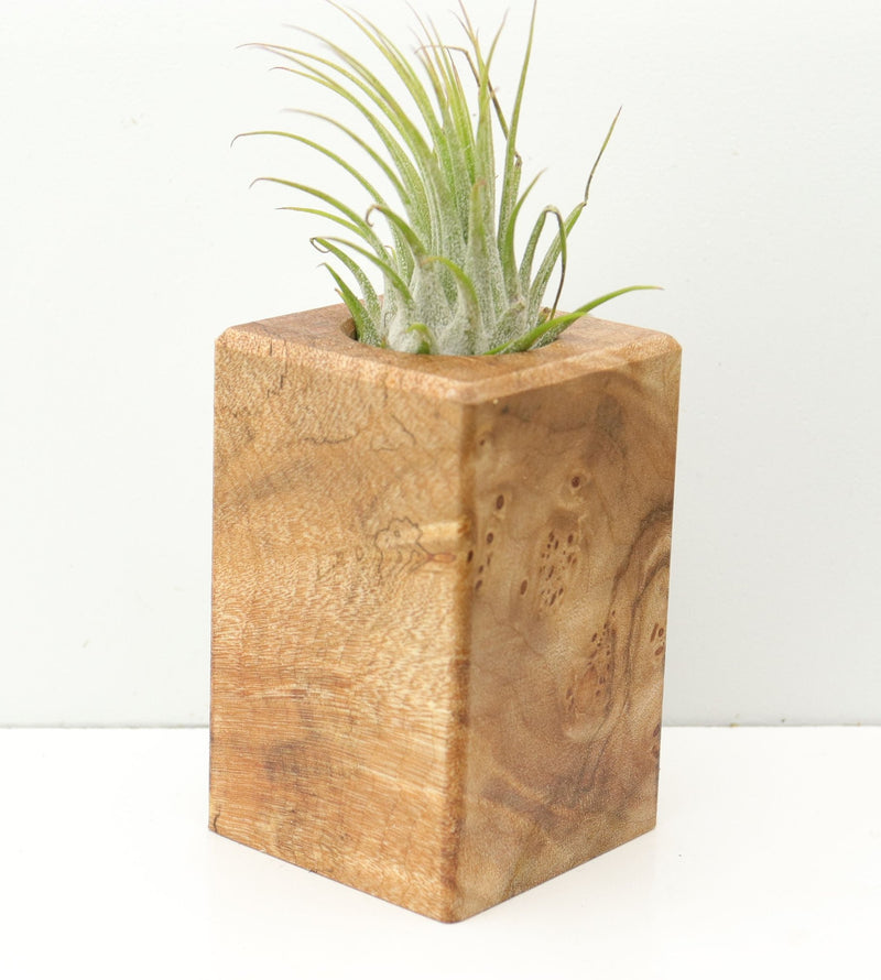 Wood Burl  Air Plant Holder - Talan (Wood Burl, 674632)