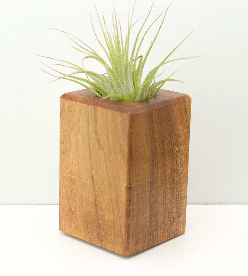 Wood Burl  Air Plant Holder - Trent (Wood Burl, 674633)
