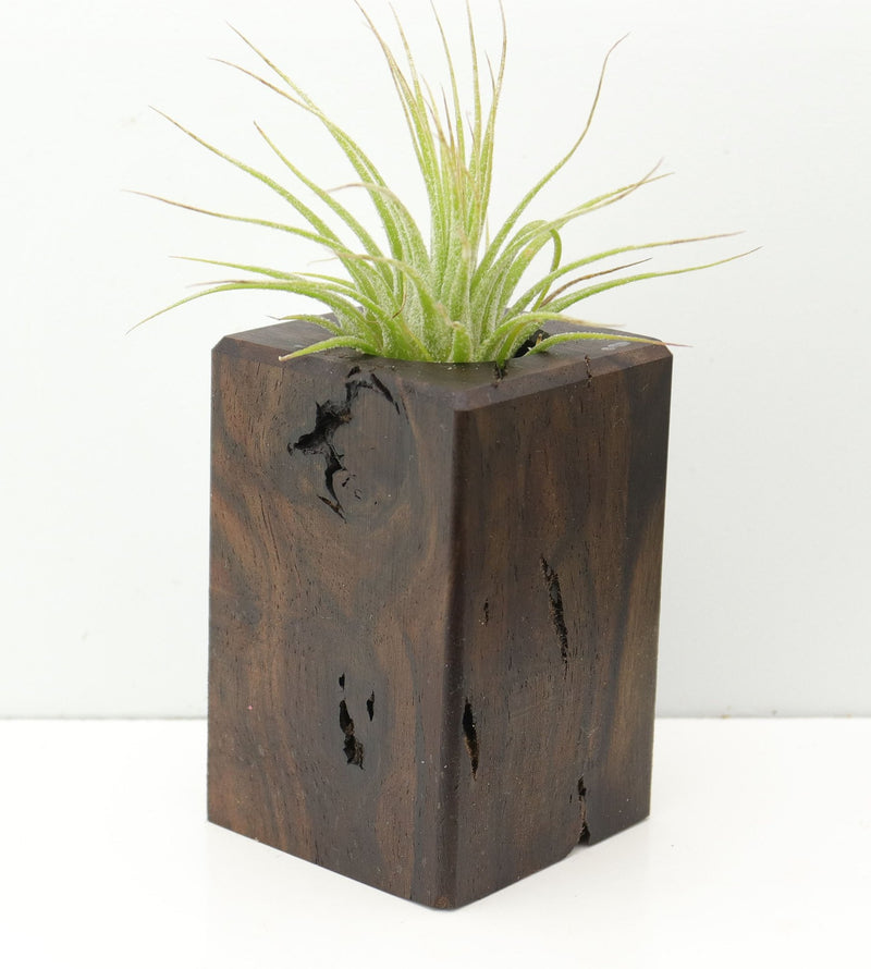 Wood Burl  Air Plant Holder - Jayla (Wood Burl, 674634)