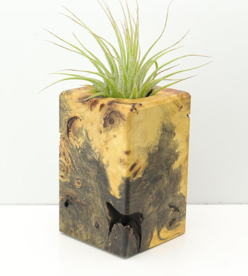 Wood Burl  Air Plant Holder - Clay (Wood Burl, 674635)