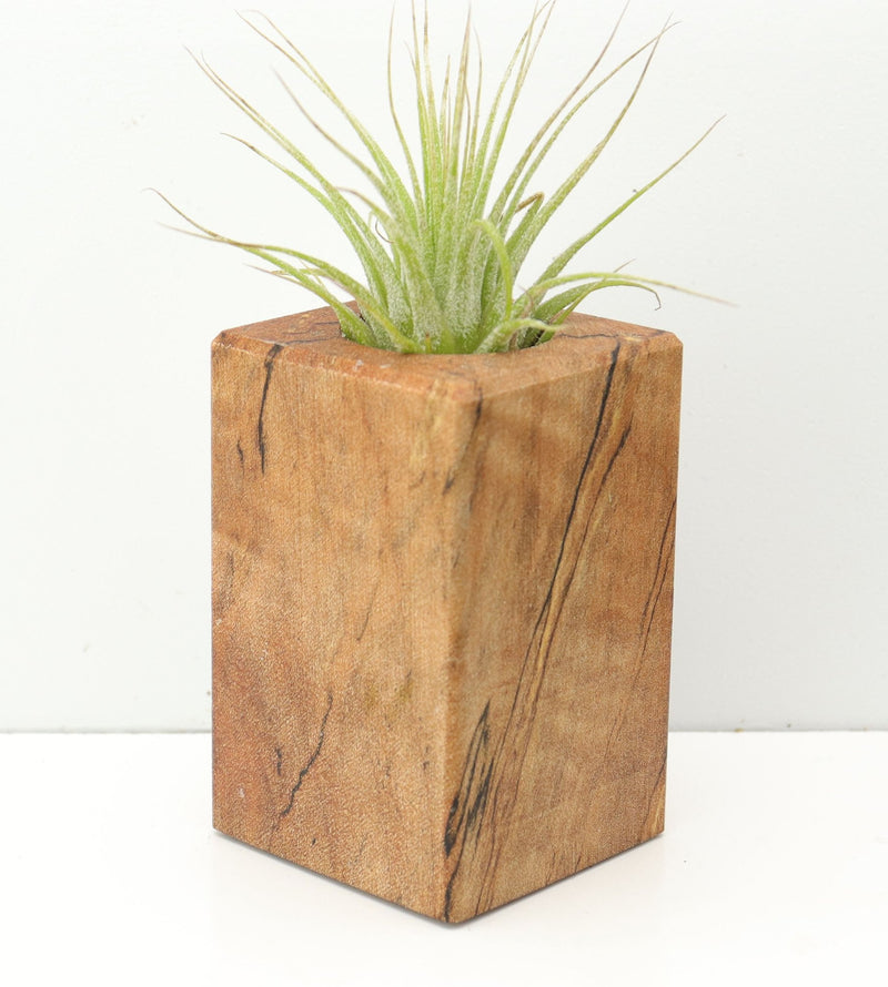Wood Burl  Air Plant Holder - Ali (Wood Burl, 674636)