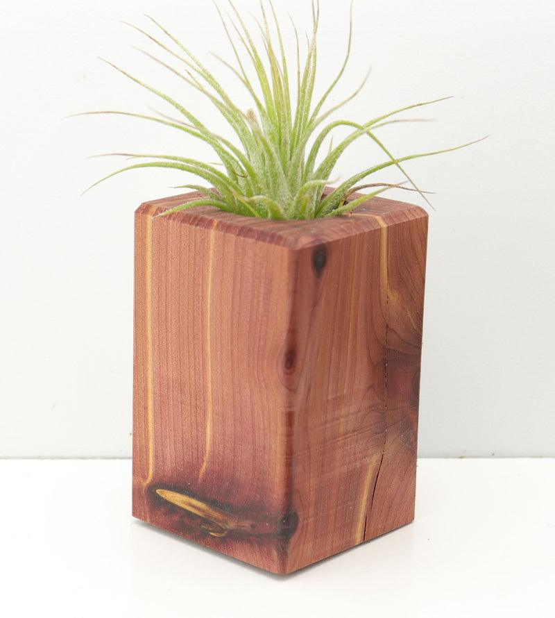Wood Burl  Air Plant Holder - Rosemary (Wood Burl, 674638)