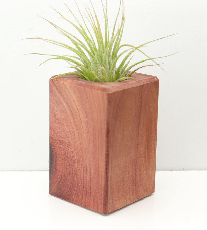 Wood Burl  Air Plant Holder - Lucia (Wood Burl, 674639)