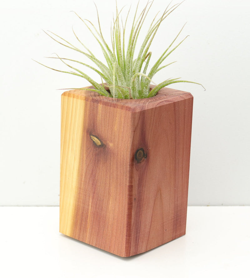 Wood Burl  Air Plant Holder - Larry (Wood Burl, 674640)