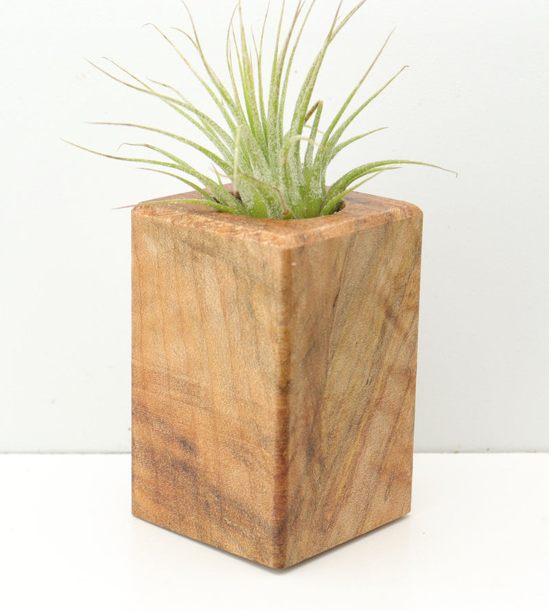 Wood Burl  Air Plant Holder - Connie (Wood Burl, 674641)