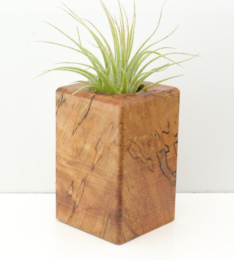Wood Burl  Air Plant Holder - Manuel (Wood Burl, 674642)