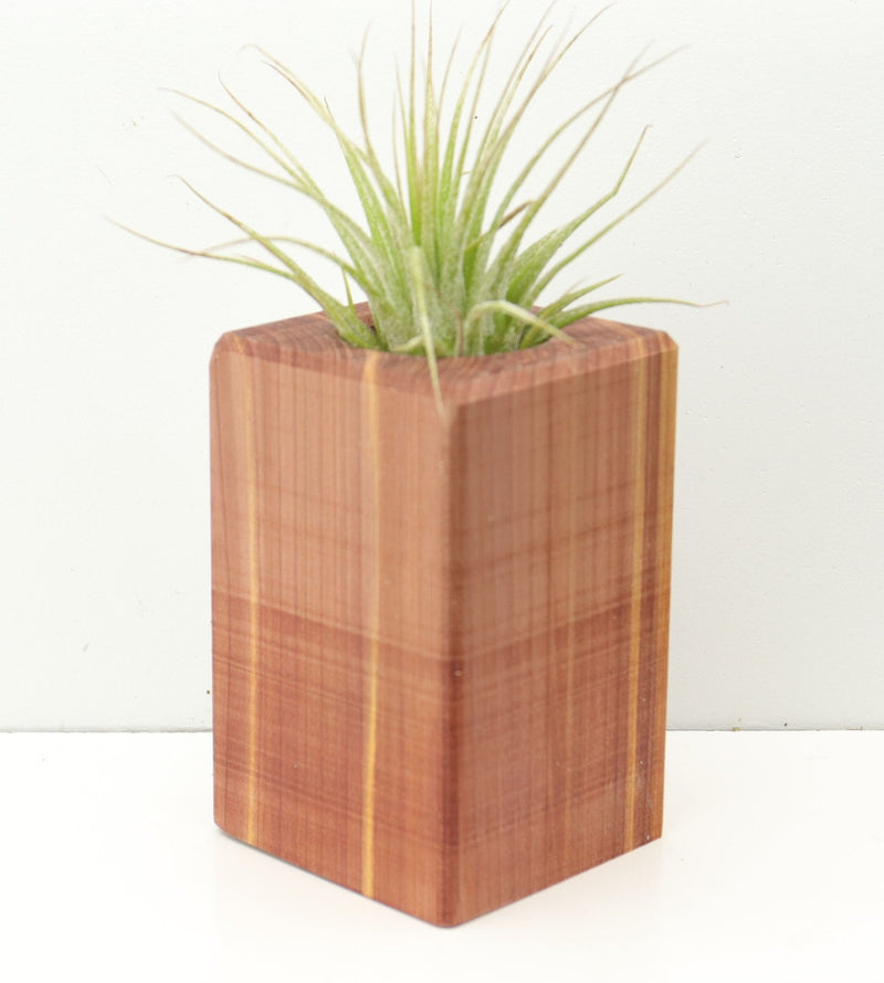 Wood Burl  Air Plant Holder - Ryder (Wood Burl, 674643)