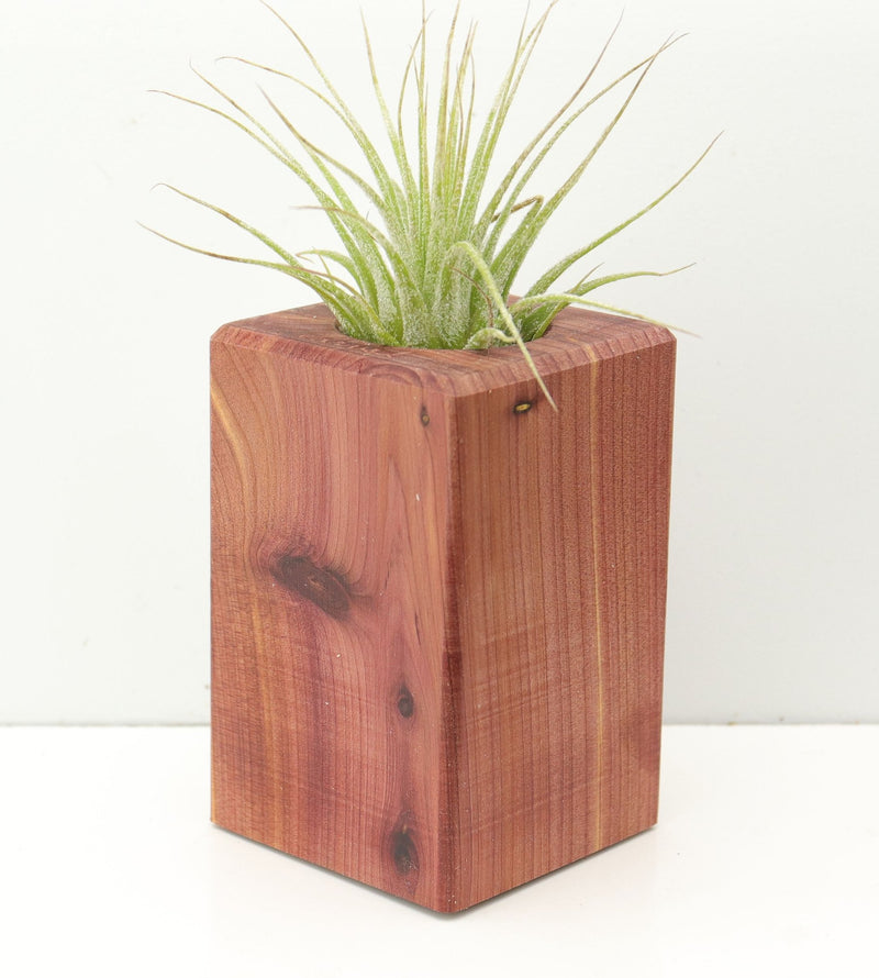 Wood Burl  Air Plant Holder - Braxton (Wood Burl, 674644)