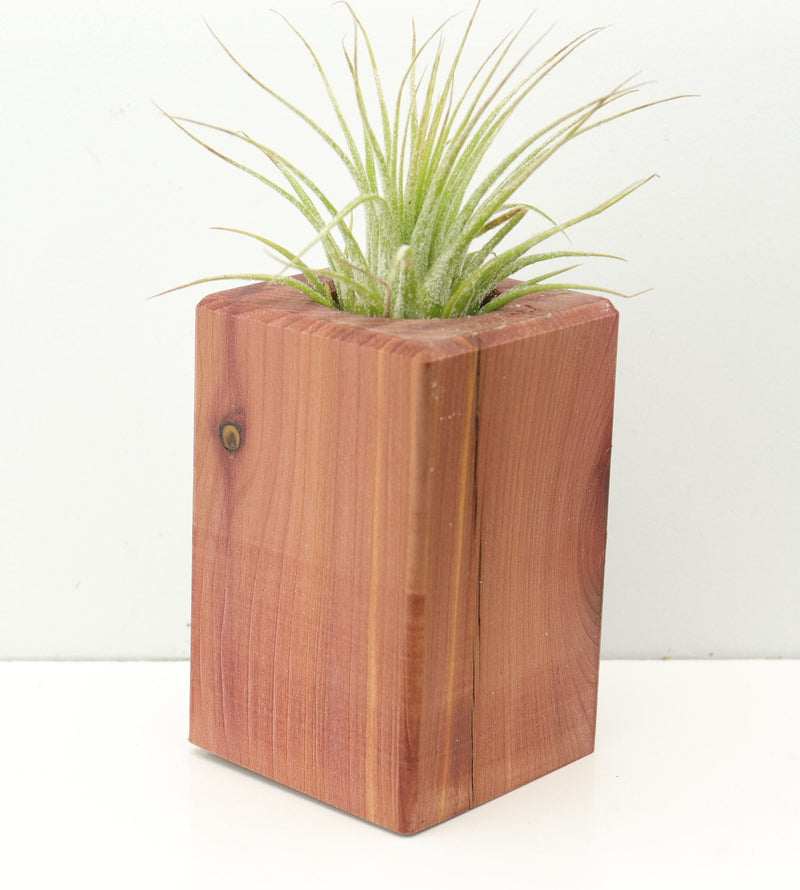 Wood Burl  Air Plant Holder - Emerson (Wood Burl, 674645)