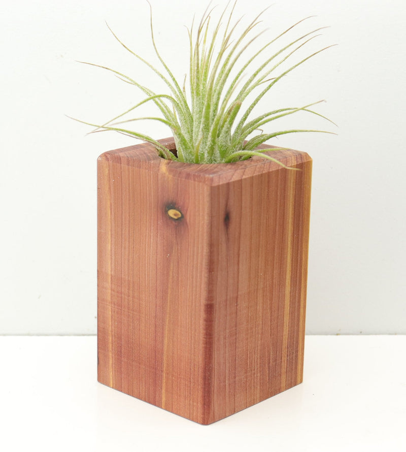 Wood Burl  Air Plant Holder - Jeanne (Wood Burl, 674646)