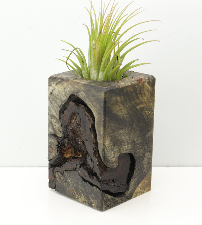 Wood Burl  Air Plant Holder - Jax (Wood Burl, 674647)