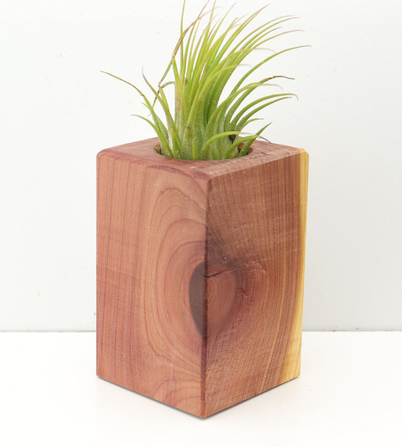 Wood Burl  Air Plant Holder - Wendy (Wood Burl, 674648)
