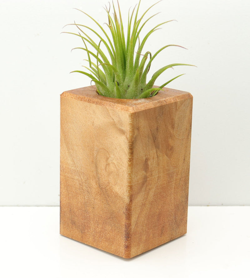 Wood Burl  Air Plant Holder - Jane (Wood Burl, 674649)
