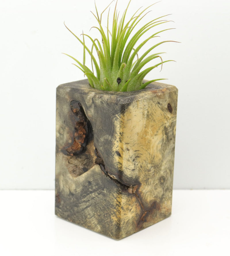 Wood Burl  Air Plant Holder - Jensen (Wood Burl, 674650)
