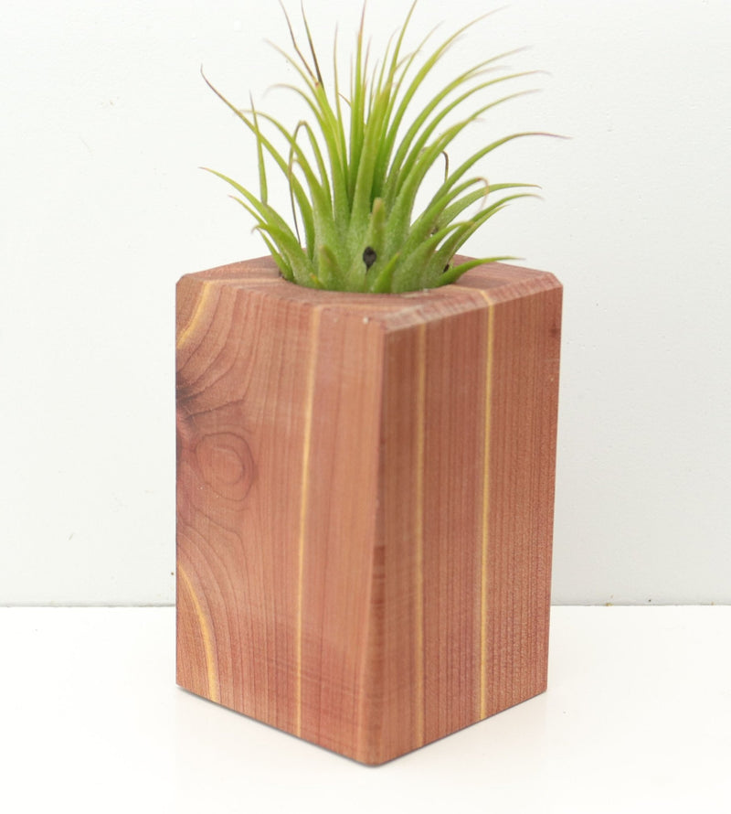 Wood Burl  Air Plant Holder - Chad (Wood Burl, 674651)