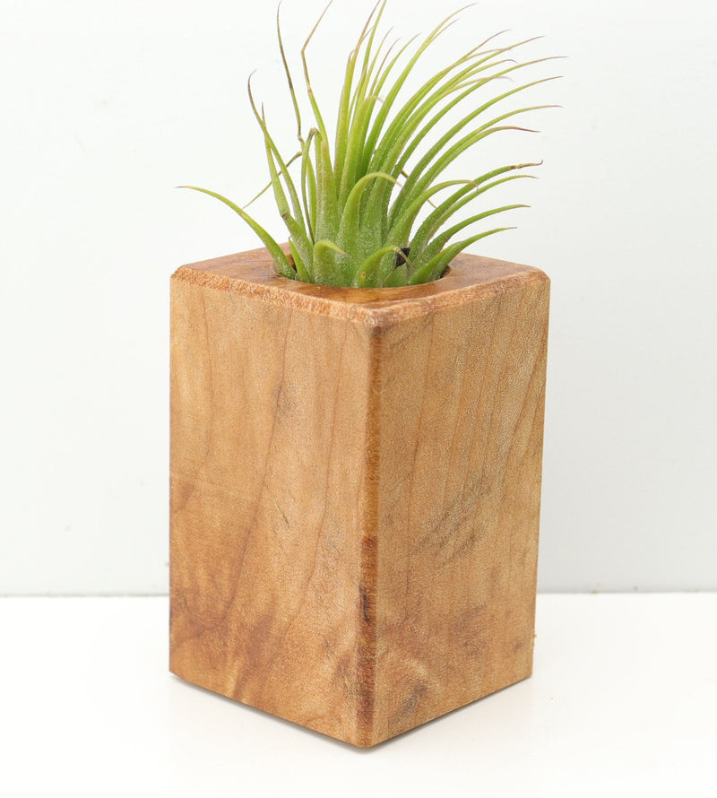 Wood Burl  Air Plant Holder - Quinton (Wood Burl, 674652)