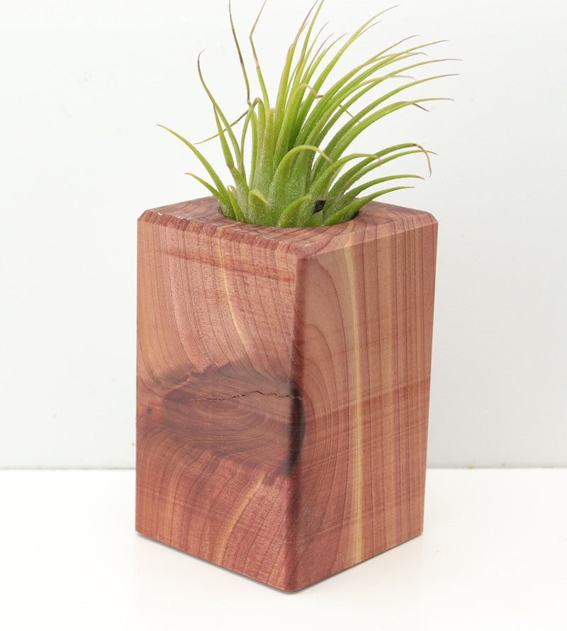 Wood Burl  Air Plant Holder - Becky (Wood Burl, 674653)