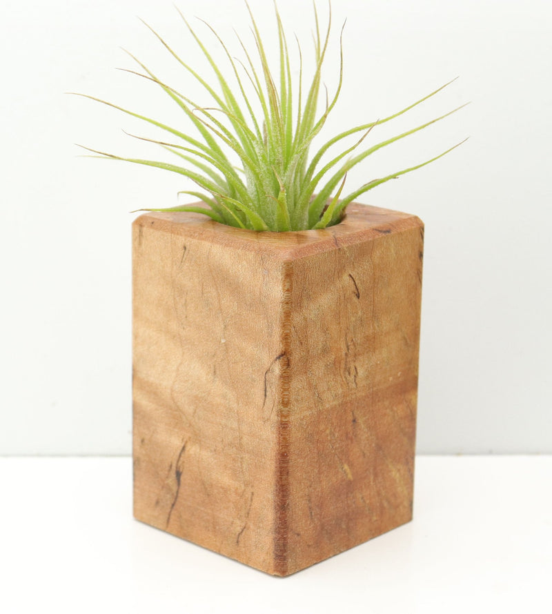 Wood Burl  Air Plant Holder - Winter (Wood Burl, 674654)