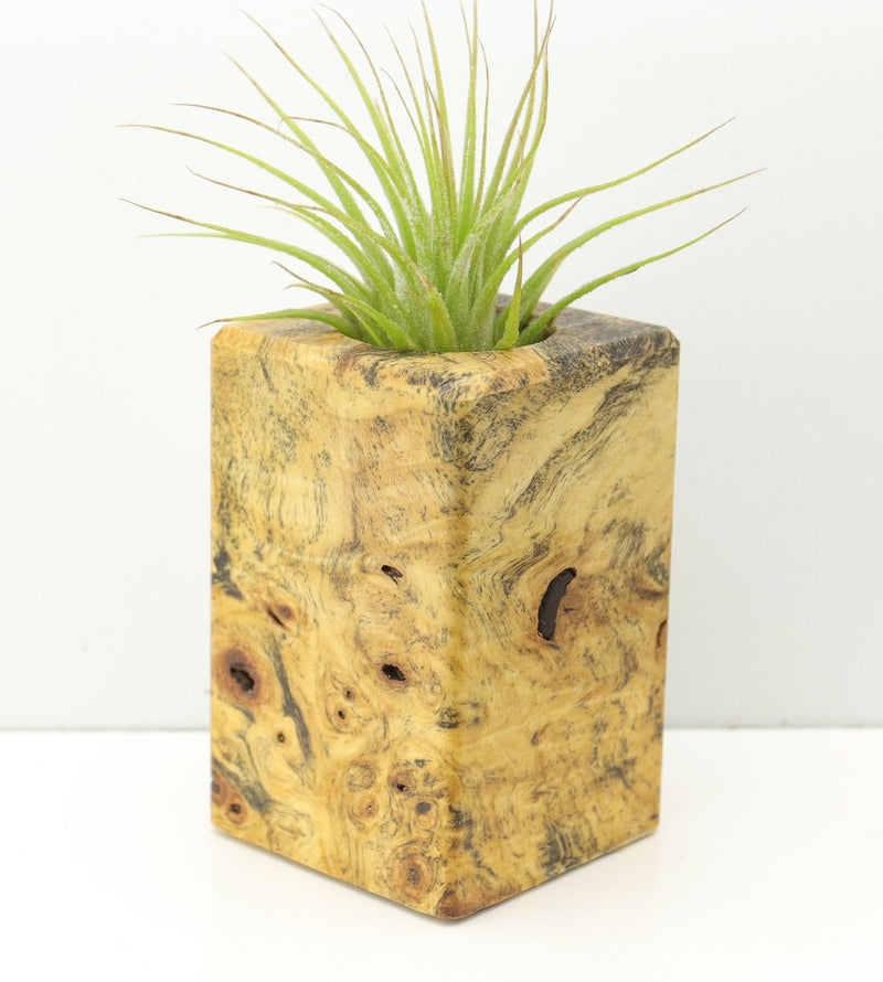Wood Burl  Air Plant Holder - Jessica (Wood Burl, 674655)