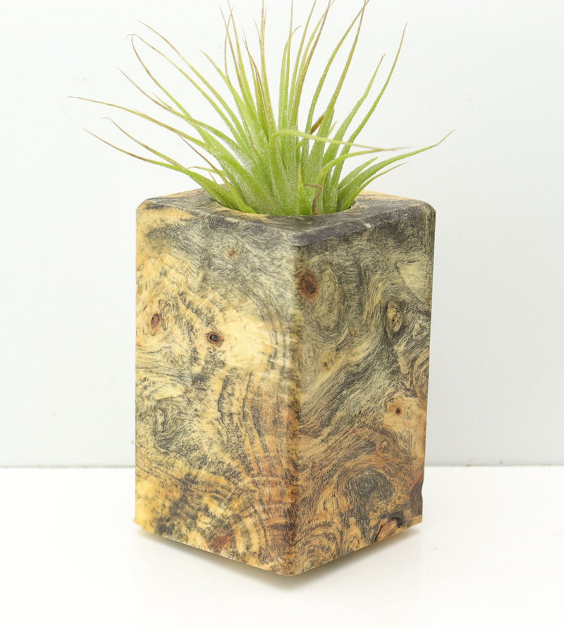 Wood Burl  Air Plant Holder - Parker (Wood Burl, 674656)