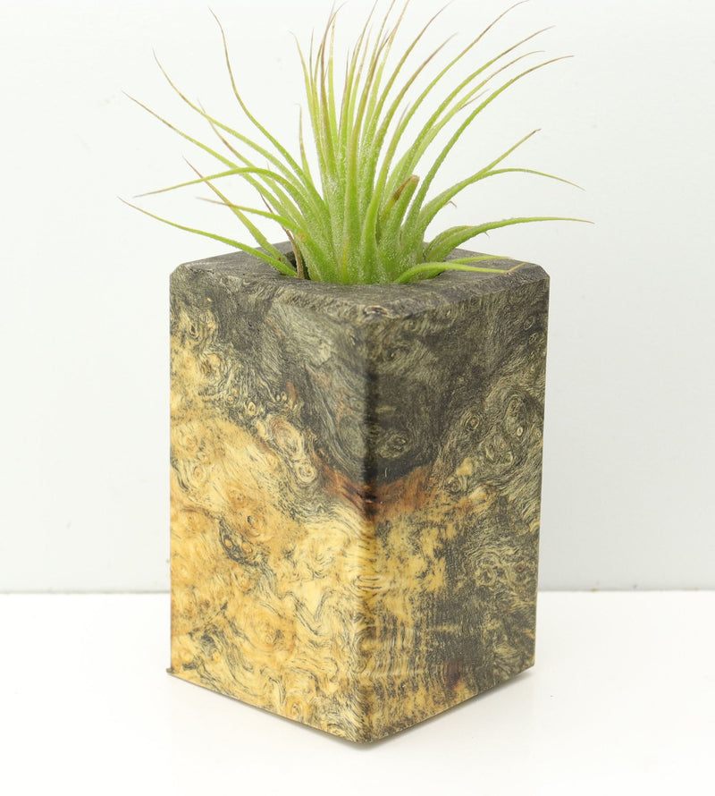 Wood Burl  Air Plant Holder - Marissa (Wood Burl, 674657)